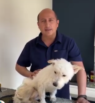 Especialista veterinario en rehabilitación