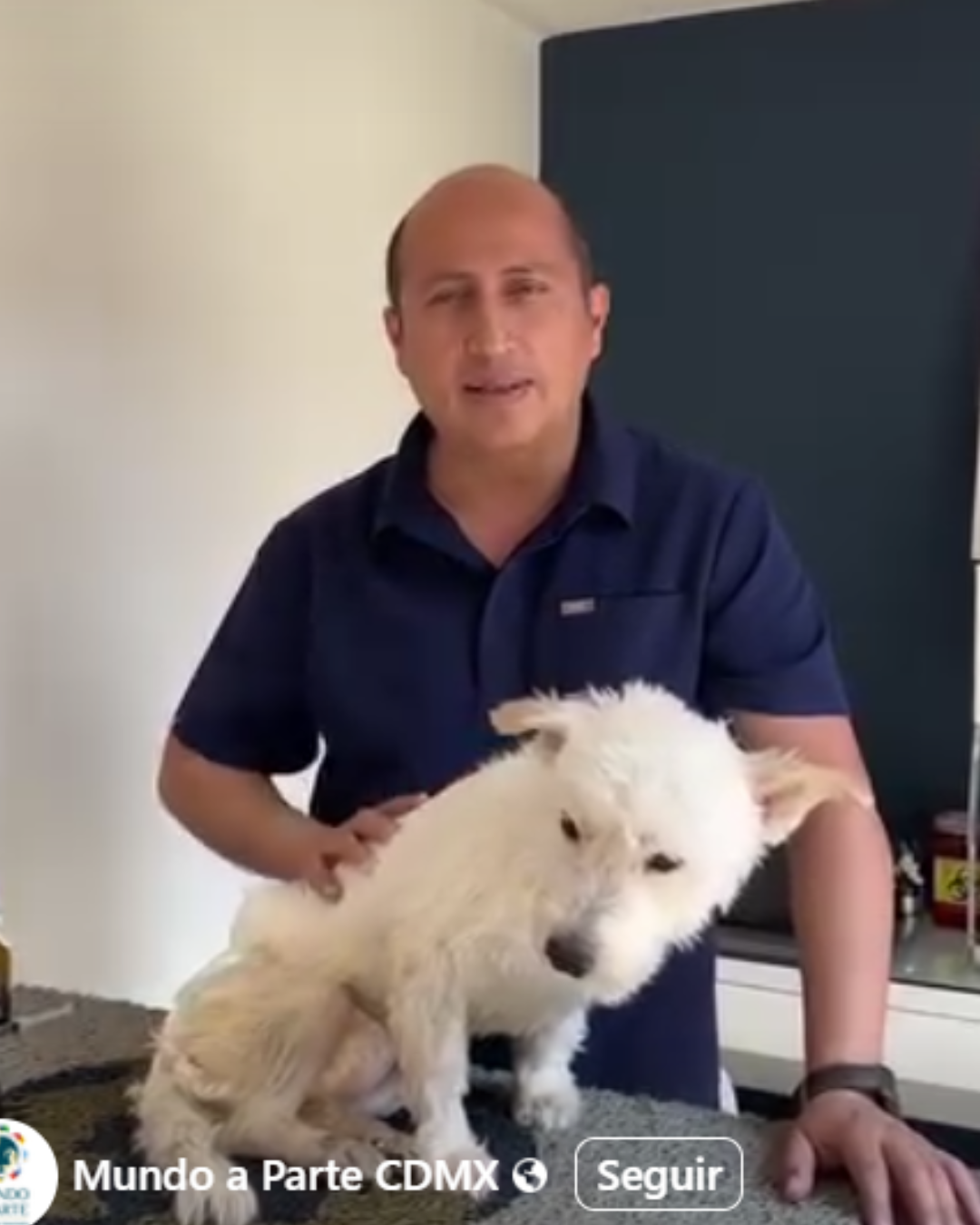 Especialista veterinario en rehabilitación